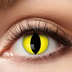 Lentilles Yellow Cat 1 An